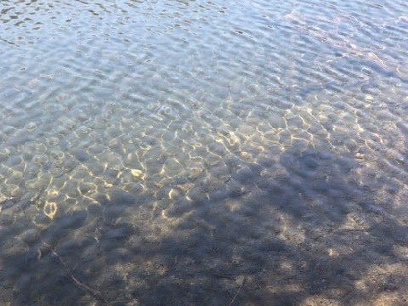 Ch. du Lac-Bethlen Photo 5